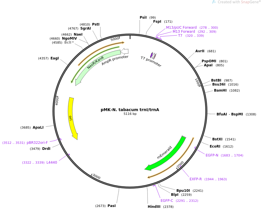 pMK-N. tabacum trnItrnA质粒图谱